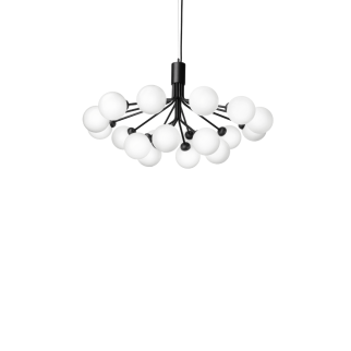 Apiales 18 – Candelabru Suspendat